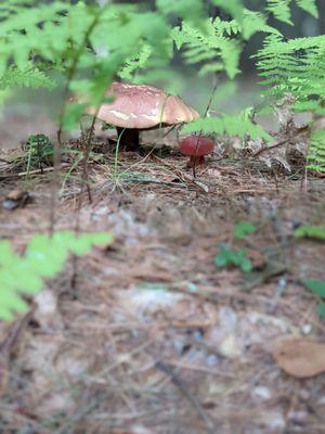 Some mushrooms along the way