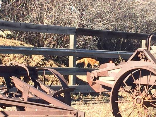 A wild red fox visited the Lee Martinez Farm