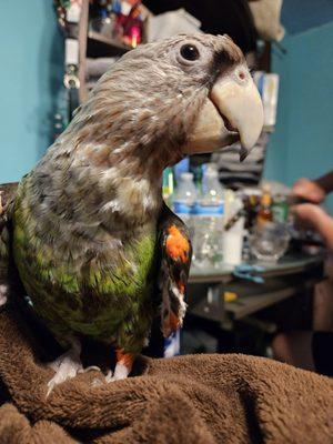 Avian & Exotic Clinic of Palm City