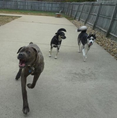 Tucker the Cane Corso LOVES to run and play with his friends.