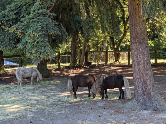 Wildwood Farm Bed & Breakfast