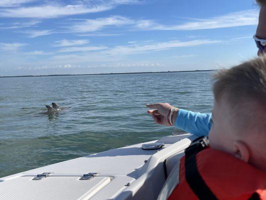 One of the many groups of dolphins we saw on our tour. They also jumped in the wake of the boat!