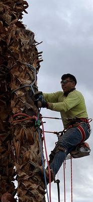 Socal View Tree and Palm Services