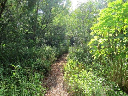 Nice Nature walks in the woods.