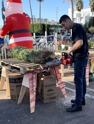 The Noble Fir getting a fresh trim before taking it home