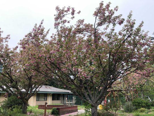 The Courtyard Trees are Blossoming