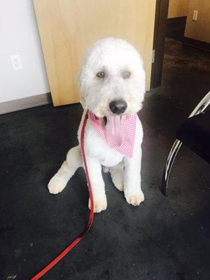 Freddie 1 year old GoldenDoodle