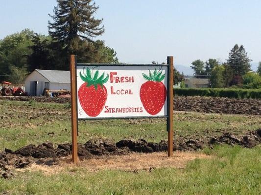 Fresh Local Strawberries (and beans and cherries and more)