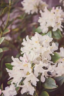 Rhododendron Blooms