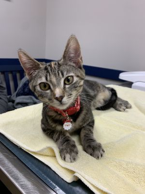 cat on exam table