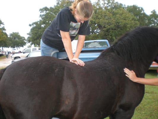 Dr Wright adjusting a horse with a vet referral.