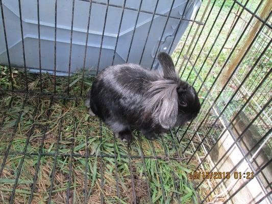 One of our many different breeds of Bunnies we have rescued and is now part of our Traveling Petting Zoo