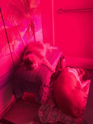 Madelyn (feline) and Elijah (canine) enjoy their Red Light Therapy Sessions together!