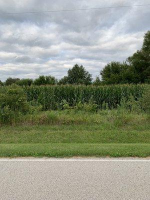 The cornfield by our house