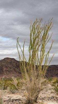 Ocotillo Patch - Joshua Tree National Park