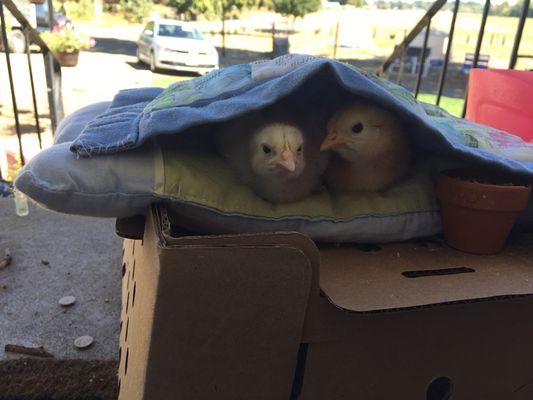 Chicks enjoying their special bed