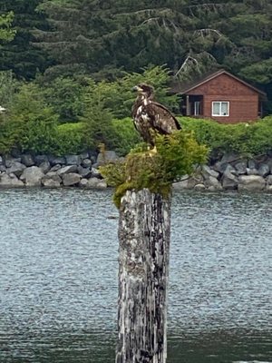 Juvenile Eagle on an old boat dock post in the fishing resort.