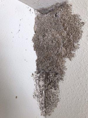 House With Termite Damage