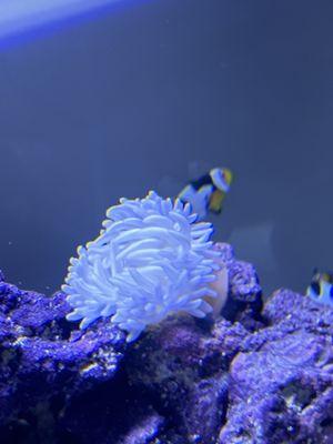 This is the anemone I got from him. It's beautiful pure white and periwinkle. Absolutely stunning.