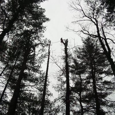 Climbing a couple pines