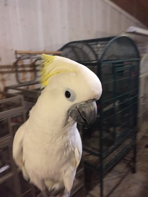 Sunbrella cockatoo