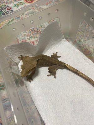 Crested gecko Crusty