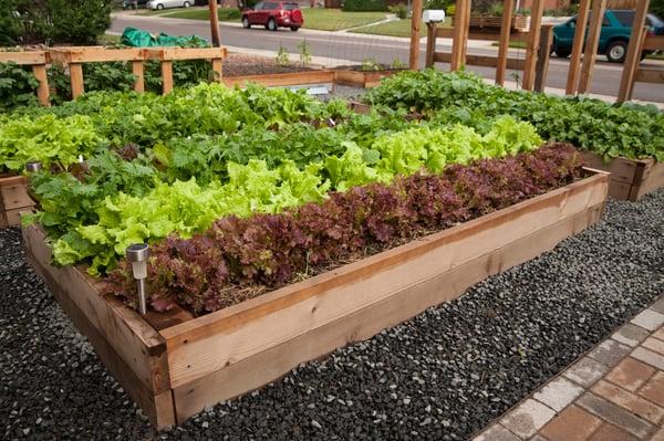 Some of our lettuce.