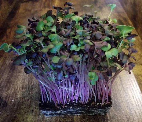 Confetti Radish microgreens