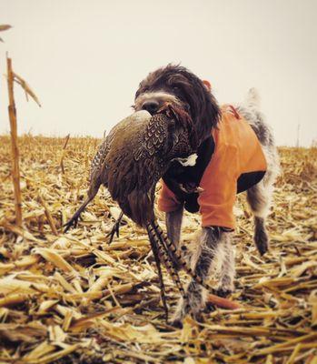 HuntFishSD Gretchen with pheasant