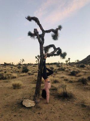 Joshua Tree