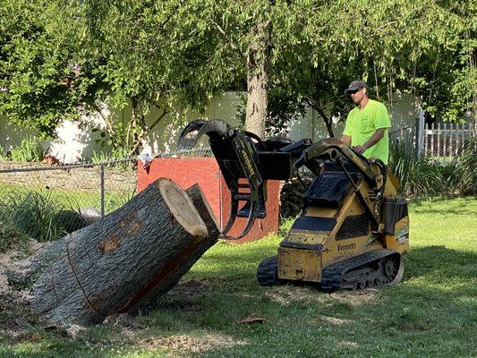 Cutting the tree root