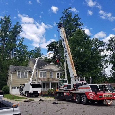 Big trees require big toys