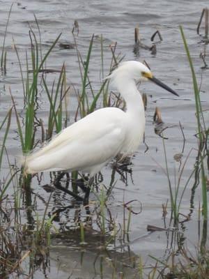 Snowy Egret