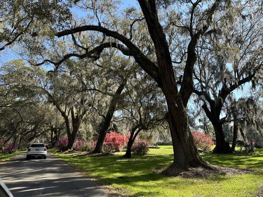 Entrance to Magnolia Plantation