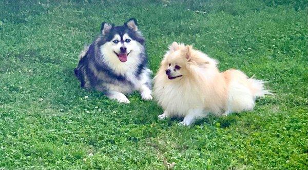 My pomsky and my Pomeranian