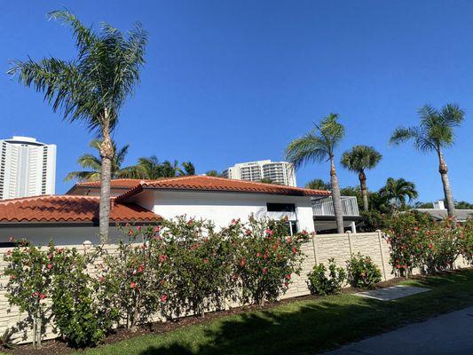 Trimming Palm Trees on Singer Island