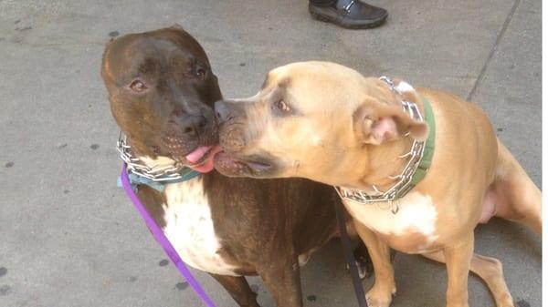 We've got two mean vicious pit/mastiff mixes. Careful, they might kiss your face off!