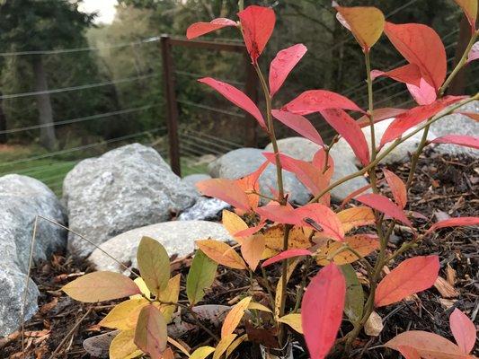 Blueberries are not only edible, but also have dazzling fall colors!