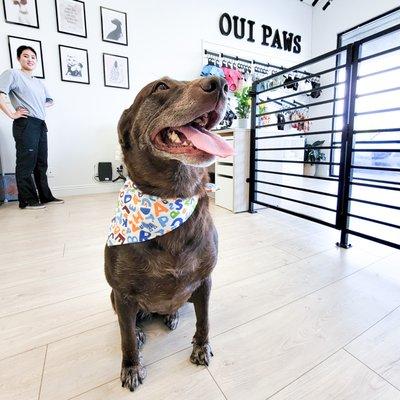 Chocolate Lab - Pet Groomer Huntington Beach