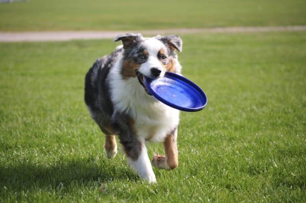 Pet-friendly community with dog park