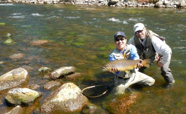 Pine River Brown