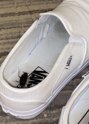 3rd roach in shoe