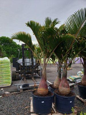 We've got palm trees!