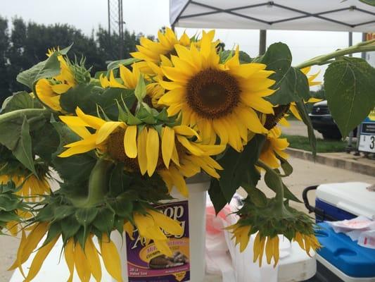 Fresh sunflowers $1.00 a stem at Saturday Morning Curb Market.