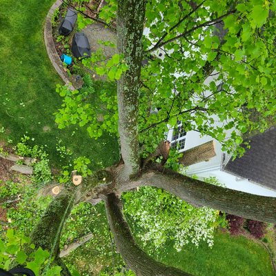 Tree Trimming