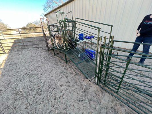 Sheep chute with 3 way sorter