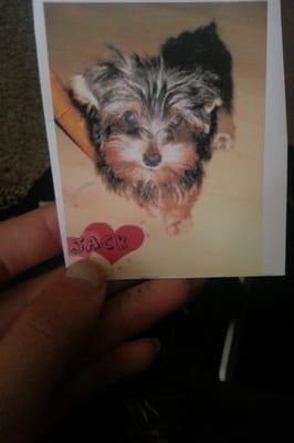 My yorkie he didnt save.. How can you turn this cute dog away. So sad.