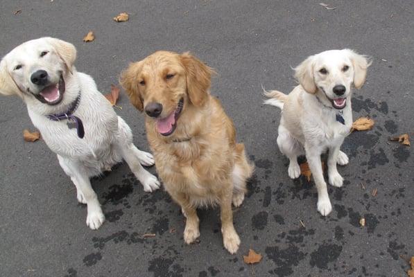 Toby and friends at Sherry Park Dog Run