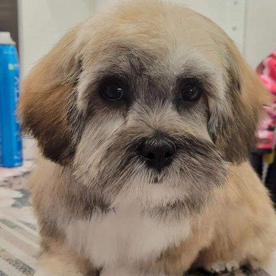 Lahsa Apso puppy, Ophie, getting her first groom.