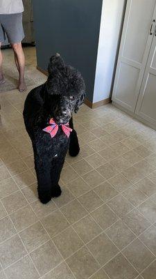 My handsome Bobby just after his grooming.